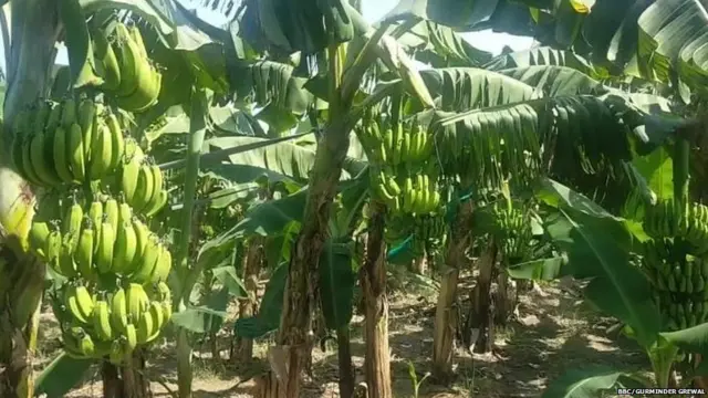 ਬਲਵੀਰ ਸਿੰਘ