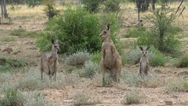 ऑस्ट्रेलिया