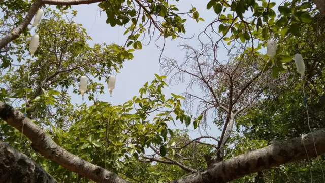 మర్రిచెట్టుకు ఏర్పాటు చేసిన సెలైన్ సీసాలు