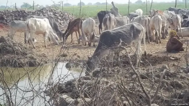 પ્રતીકાત્મક તસવીર