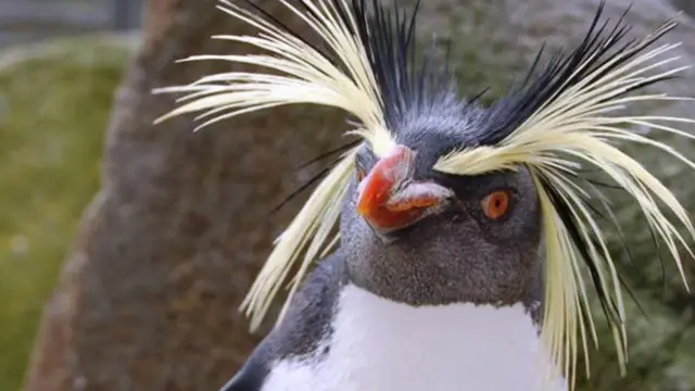 မက်ခရိုနီပင်ဂွင်မျိုးတွေက တောင်ဝင်ရိုးစွန်း အန္တာတိတ်အောက်ပိုင်းနဲ့ ကျွန်းဆွယ်ပိုင်းက လာ