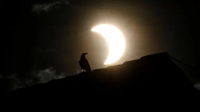 อีกาภายใต้เงาดวงจันทร์ ระหว่างเกิดปรากฏการณ์สุริยุปราคาบางส่วนในกรุงไนโรบี