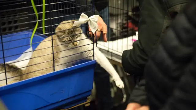 Маца у кавезу