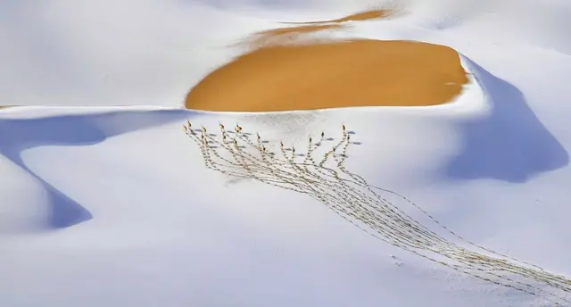 وائلڈ لائف تصاویر