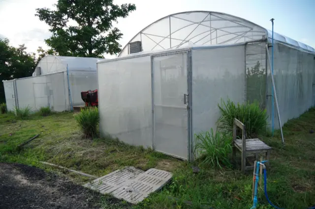 โรงเรือนปลูกกัญชง