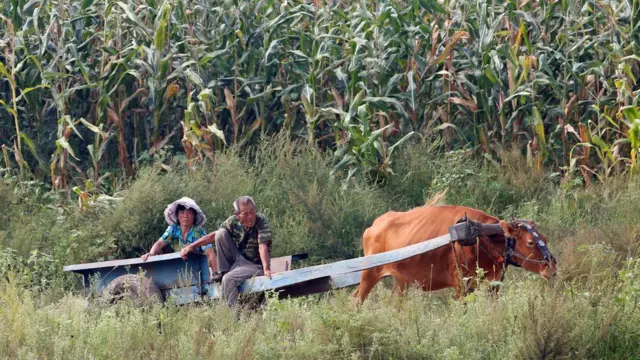 新义州鸭绿江畔一对老夫妇乘坐牛车而过（9/9/2017）