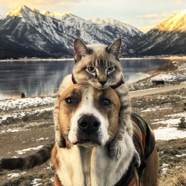 Cat lying on top of dog's head in front of mountain landscape