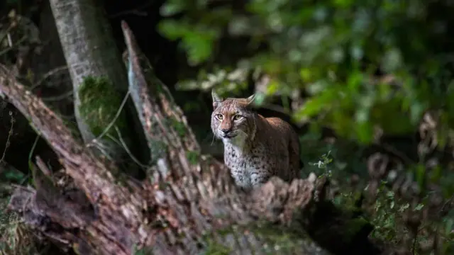 Lince-dos-balcãs