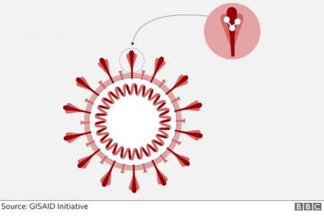 جهش D۶۱۴G باعث تغییر سه اسید آمینه در پروتئین خاری میشود. ویروس کرونا با این پرونئین به سلولهای انسان میچسبد