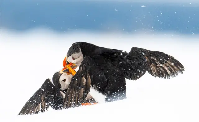 Two puffins fight in the snow