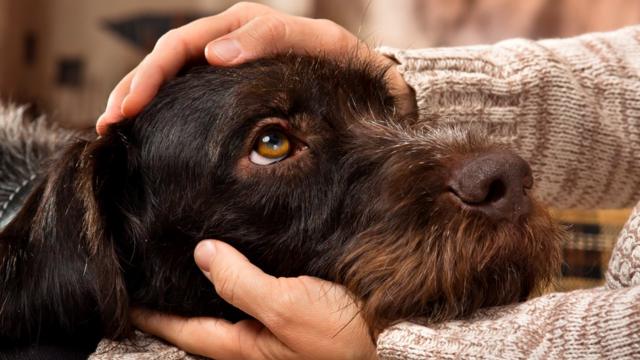 Человеческий возраст вашей собаки: новая научная формула подсчета - BBC  News Русская служба