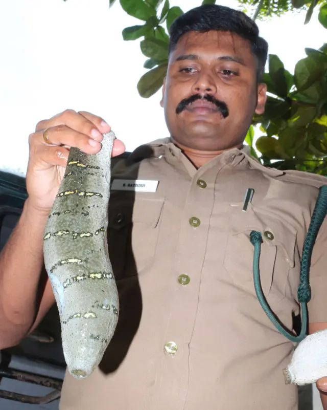 கடல் அட்டை