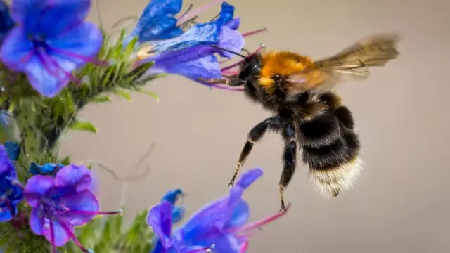 Insectos