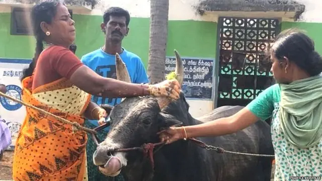 रामू हा या परिसरात जल्लीकट्टूचा स्टार खेळाडू आहे.