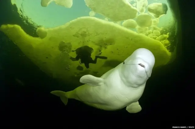 FRANCO BANFI / TPOTY