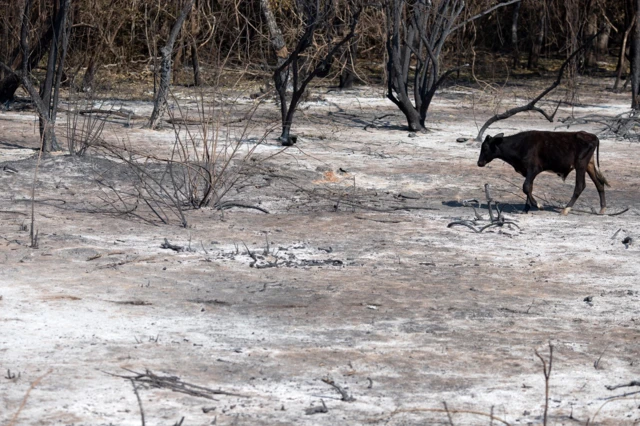 Vaca passa por área queimada