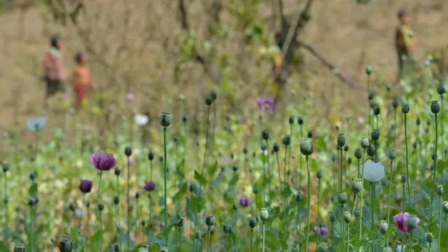 ဘိန်းခင်း ၂၀၁၆ ခု၊ မတ်လ။