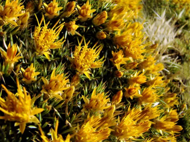 Flores amarillas