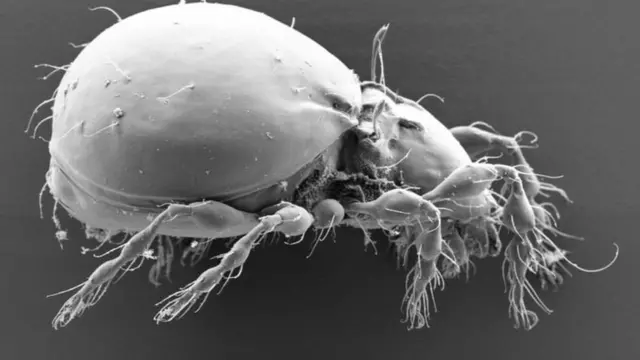 Кліщ Oppiella nova