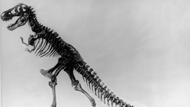 Leur découverte a été publiée mercredi dans la revue scientifique américaine Plos One.