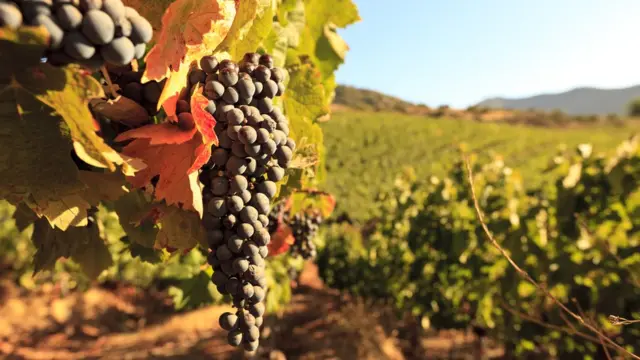 Una uva en un viñedo chileno