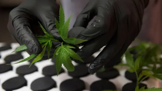 गांजे का पौधा