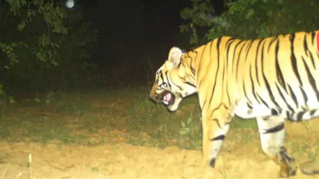 वाघ, वन्यजीव, पर्यावरण, निसर्ग, आक्रमण