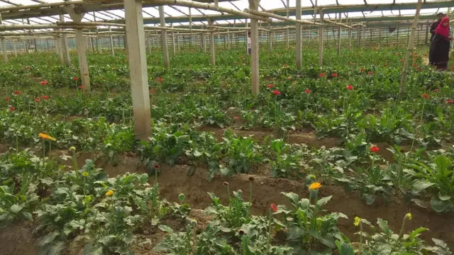 বিশেষ ঘর যার নাম পলি হাউজ--চলছে ফুল চাষ