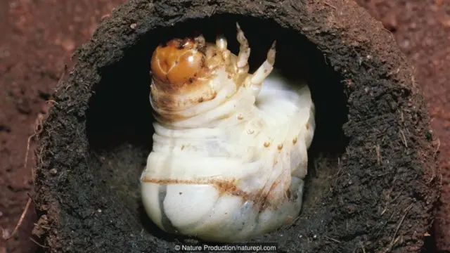Nature Production/naturepl.com