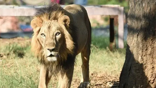 સિંહની પ્રતીકાત્મક તસવીર