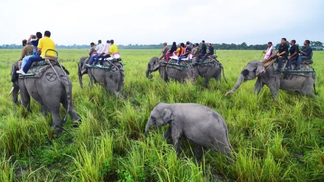 Parque Kaziranga