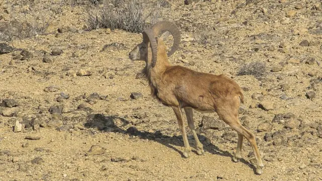 بلین فورڈ یوریل