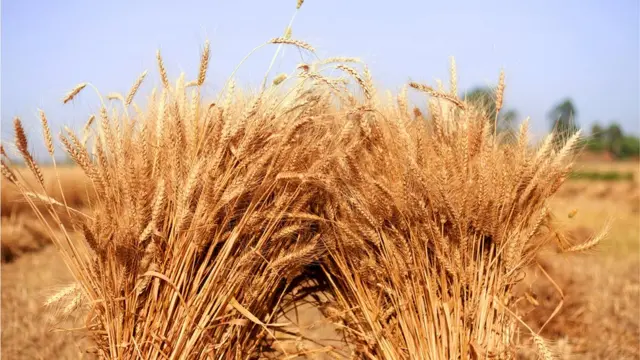 વીજાપુર કેન્દ્ર અનુસાર GW 513 પર ગુજરાત સહિત ચાર રાજ્યોમાં 14 સ્થળે સંશોધન કરવામાં આવ્યું હતું