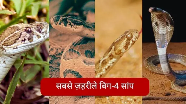 दुनिया के चार सबसे ज़हरीले सांपों की तस्वीरें.