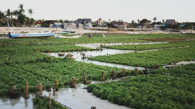 கடற்பாசி