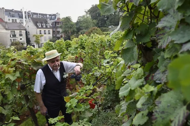 Kebun anggur di Paris