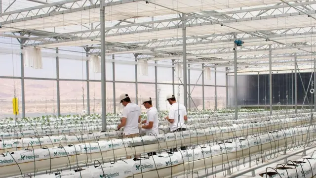 Ürdün Sahra Orman Projesi