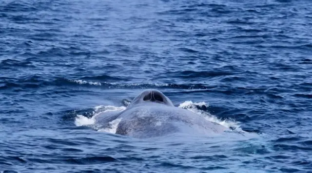 Asha De Vos/Facebook