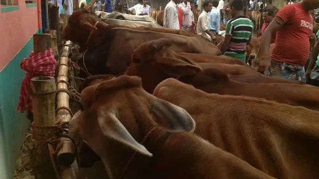 ভারত থেকে যে গরু বাংলাদেশে পাচার হয়, সেগুলি প্রায় সবই আসে পাঞ্জাব, হরিয়ানা, উত্তর প্রদেশের মতো রাজ্যগুলি থেকে।