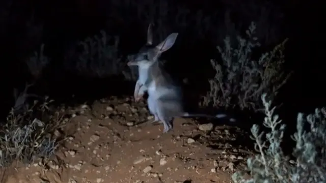 القطط البرية تتغذى على حيوانات البيلبي الجرابية