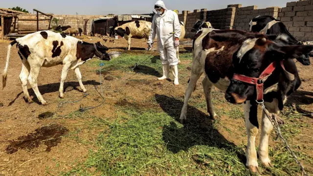 Um funcionário do departamento veterinário do Ministério da Saúde do Iraque desinfetando vacasslotplusuma fazendaslotplusal-Bouaitha, no sudoesteslotplusBagdá,slotplusmaioslotplus2023