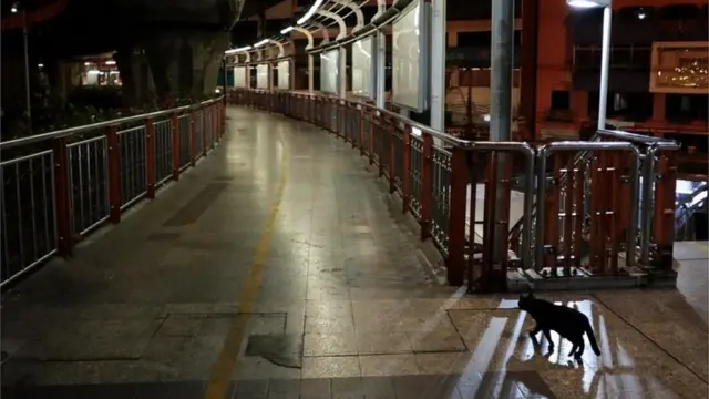 สภาพค่ำคืนบนสะพานลอยเชื่อมต่อรถไฟฟ้ากลาง กทม. ไม่มีคนสัญจร มีเพียงเจ้าเหมียวข้างถนน