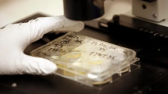 Laboratory wey human embryo dey.