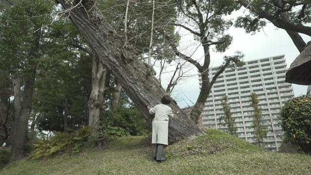 Tronco inclinado del gingko del jardín de Shukkeien, junto a otros árboles con los troncos derechos