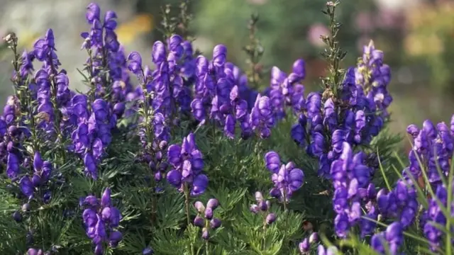 уу коргошун гүлү