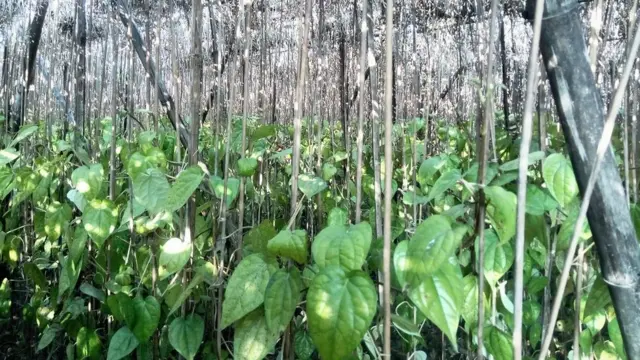 पान की पत्ते