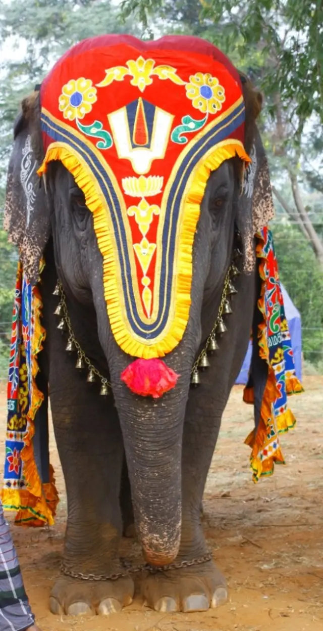 யானைகள் புத்துணர்வு முகாம்