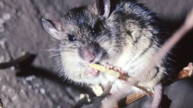 Afrika'ya has multimama sıçanı