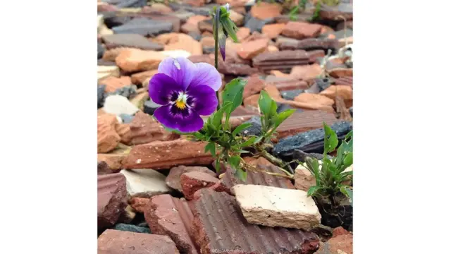 Imagen de un lector de BBC Mundo por el tema "Flores"