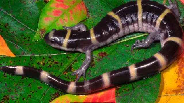 Кольчатая амбистома (Ambystoma annulatum)